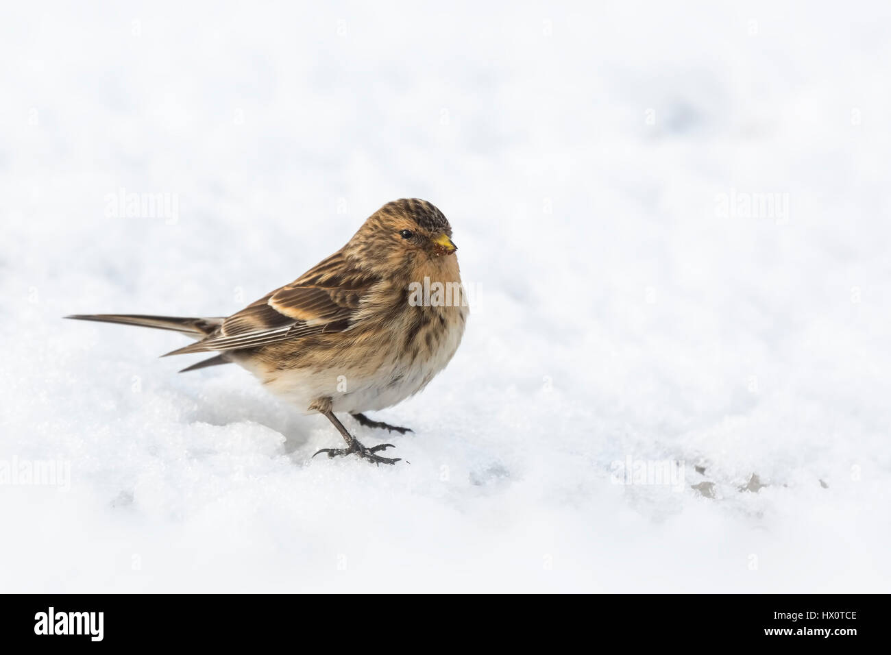 Closeup of a Twite (Carduelis flavirostris) during winter season in snow. A twite is a small brown passerine bird in the finch family Fringillidae. Stock Photo