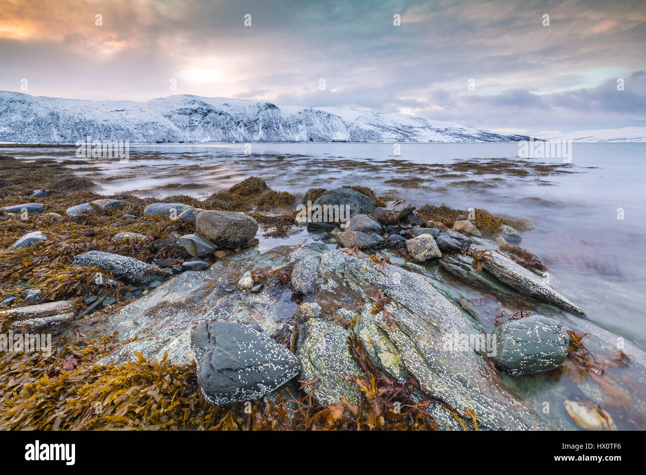 Typical norwegian coastline with rocks and kelp during low tide at a ...
