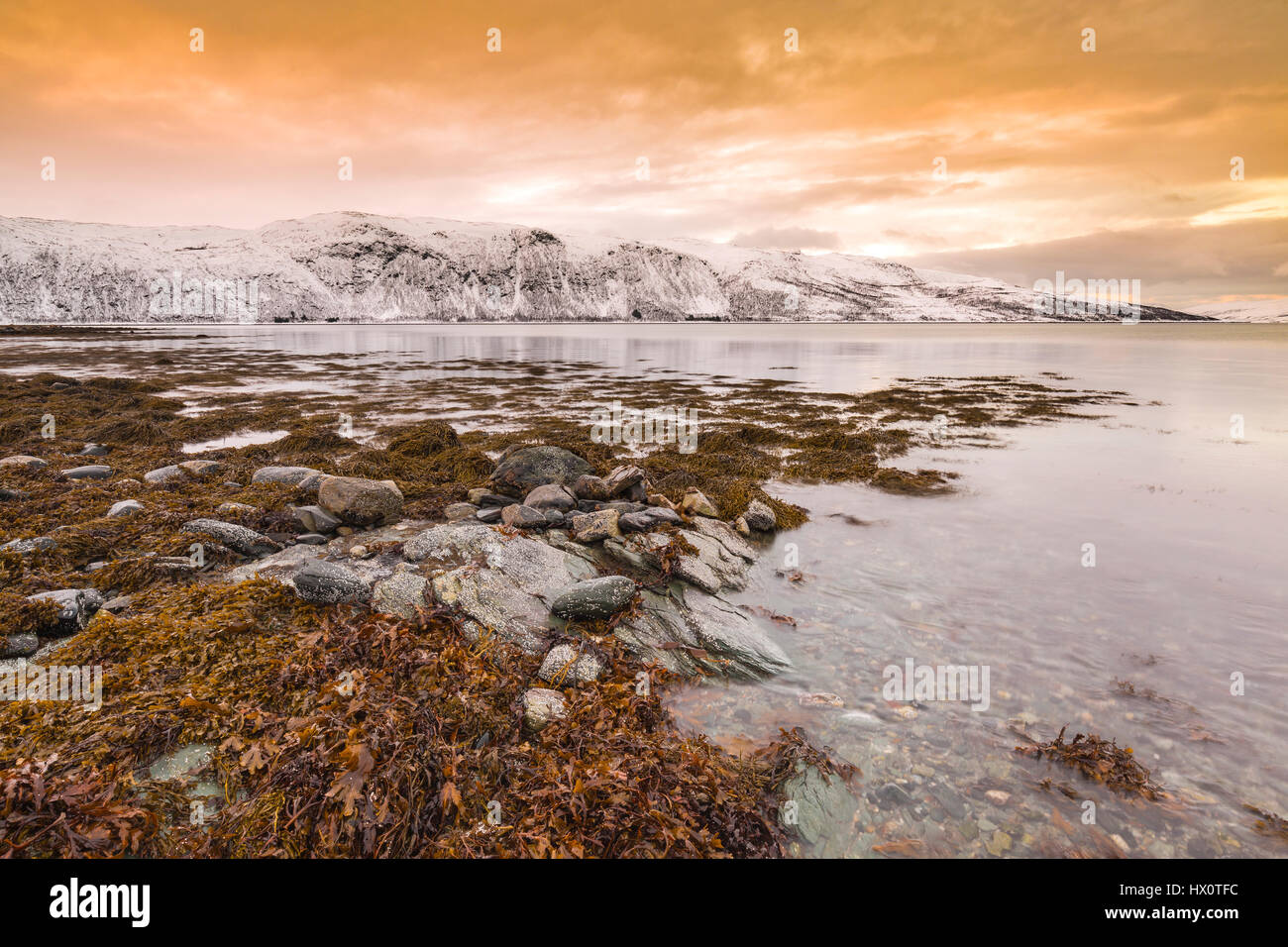 Typical norwegian coastline with rocks and kelp during low tide at a fjord in Troms county, Norway. The sun is st low above the horizon and the sky is Stock Photo