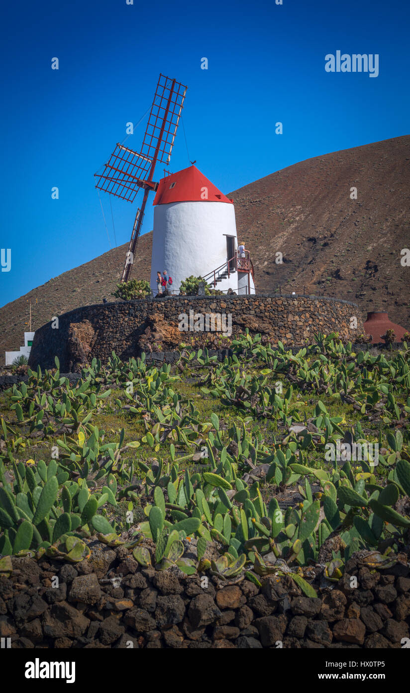 The Windmill at the cactus garden in Guatiza, Lanzarote, Canary Islands Stock Photo