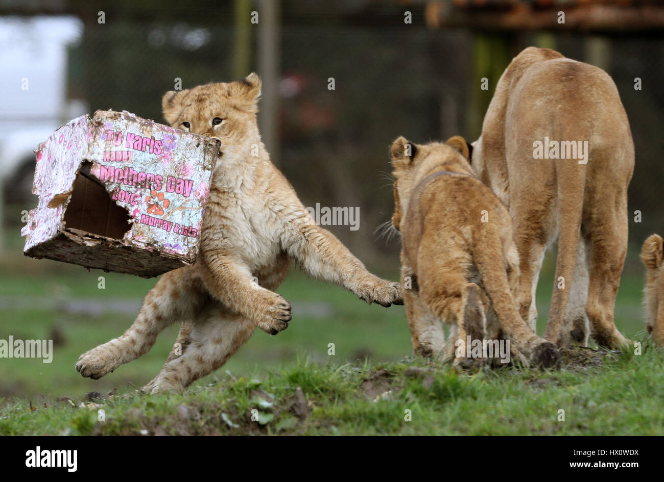 Lioness mum Karis celebrates her first Mother's Day anniversary with her 9-month-old cubs Murray, Reid, Thistle and Isla (no left to right available) at Blair Drummond Safari Park near Stirling. Stock Photo