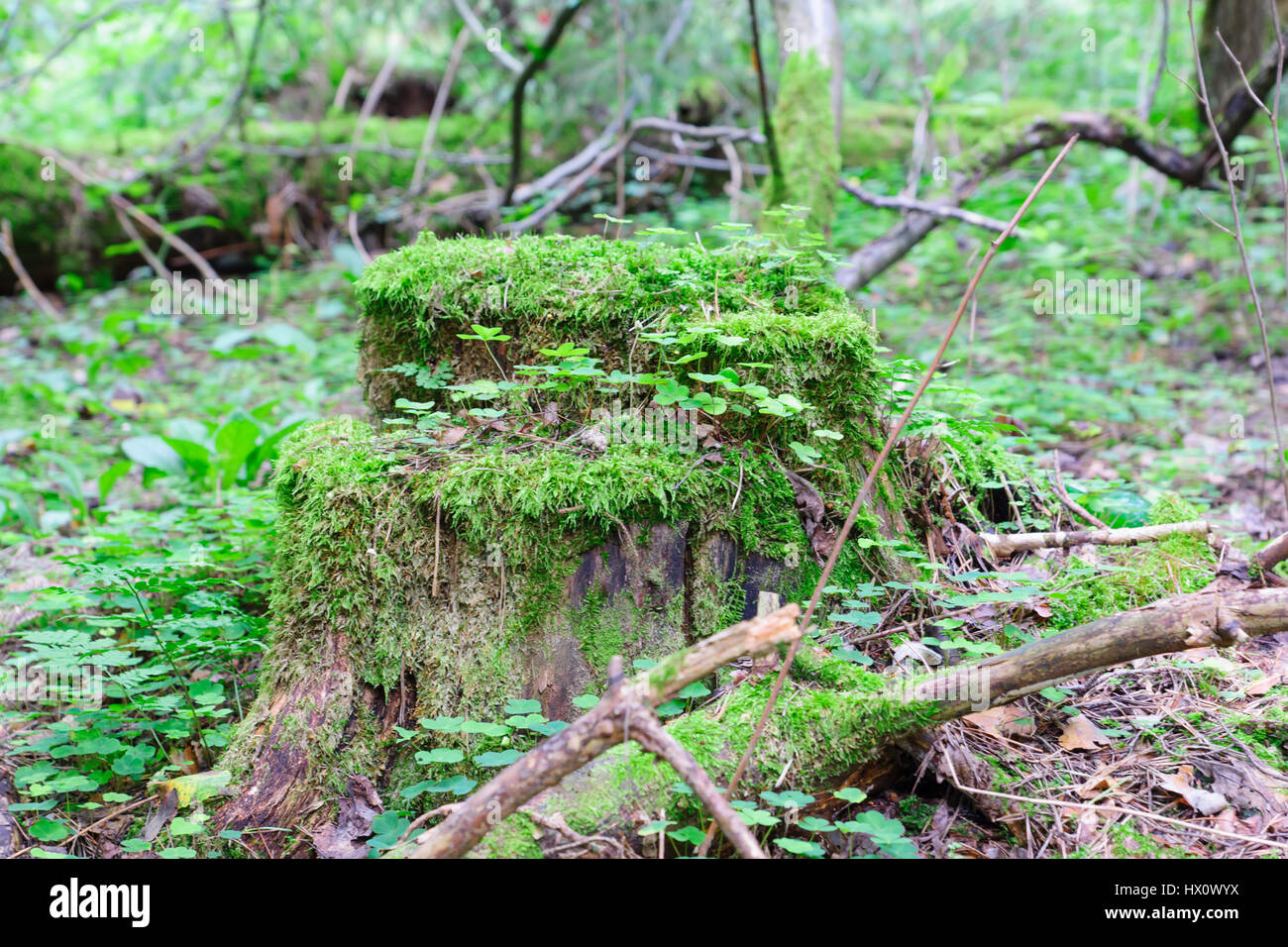 Tree stump with moss and grass hi-res stock photography and images - Alamy