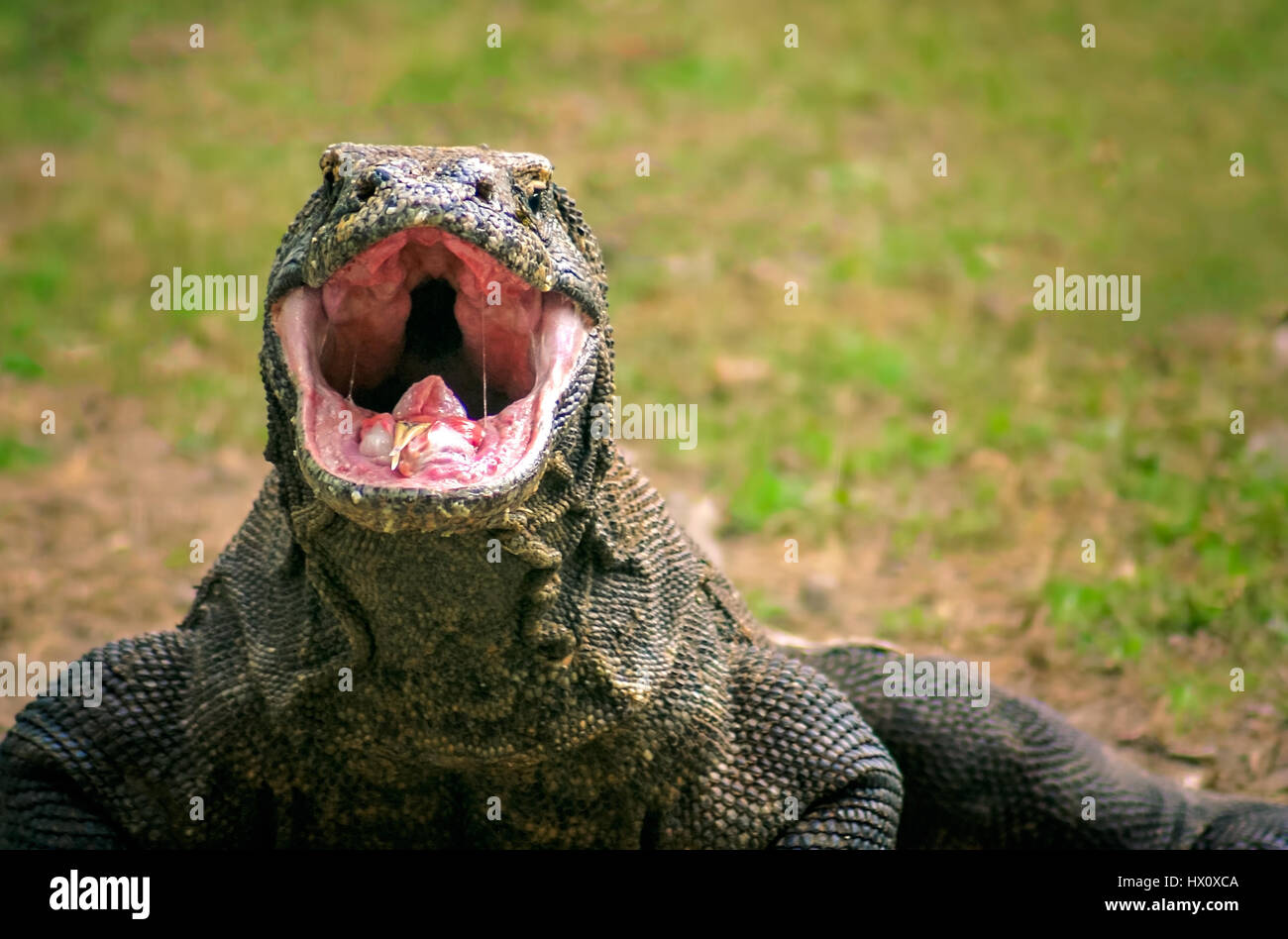 Finally met the majestic yet terrifying Komodo Dragons! Indonesia
