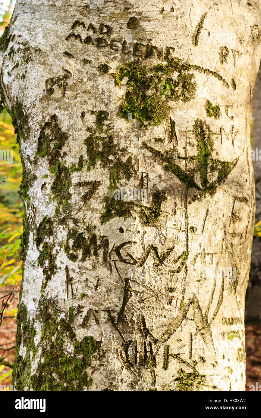 Engraved beech trunk, France, Allier, Tronçais forest, Saint-Bonnet-Troncais Stock Photo