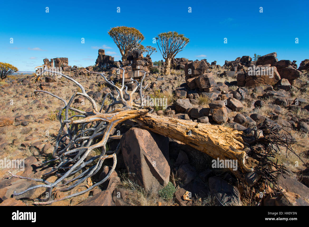 Dead quiver tree or Kokerboom (Aloe dichotoma) near Keetmanshoop, Namibia Stock Photo