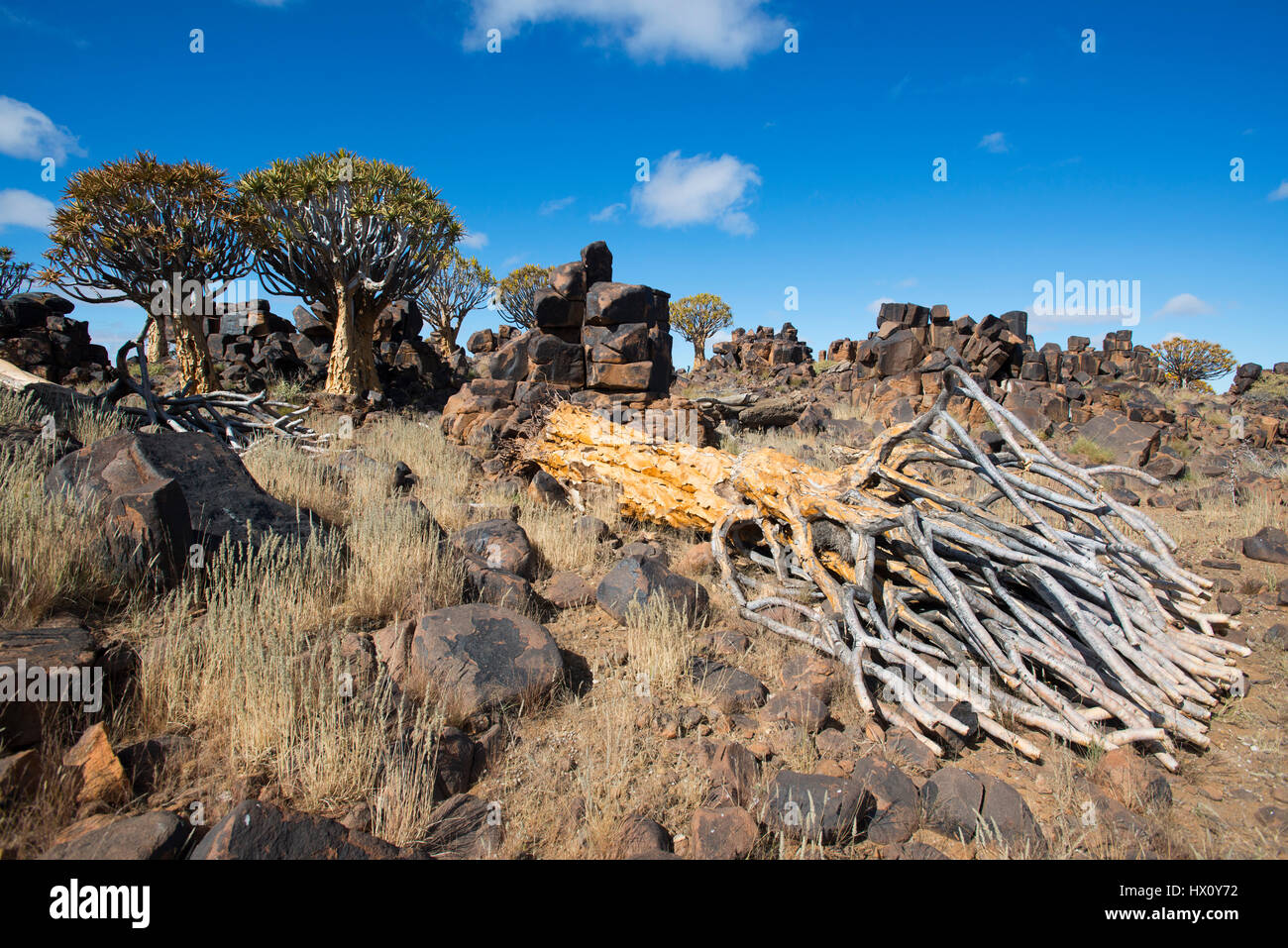 Dead quiver tree of Kokerboom (Aloe dichotoma) near Keetmanshoop, Namibia Stock Photo