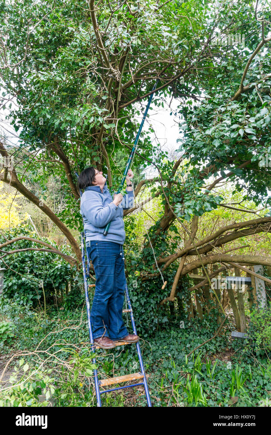 Woman using long-handled tree lopper to prune ivy branches out of a Lilac tree. Stock Photo