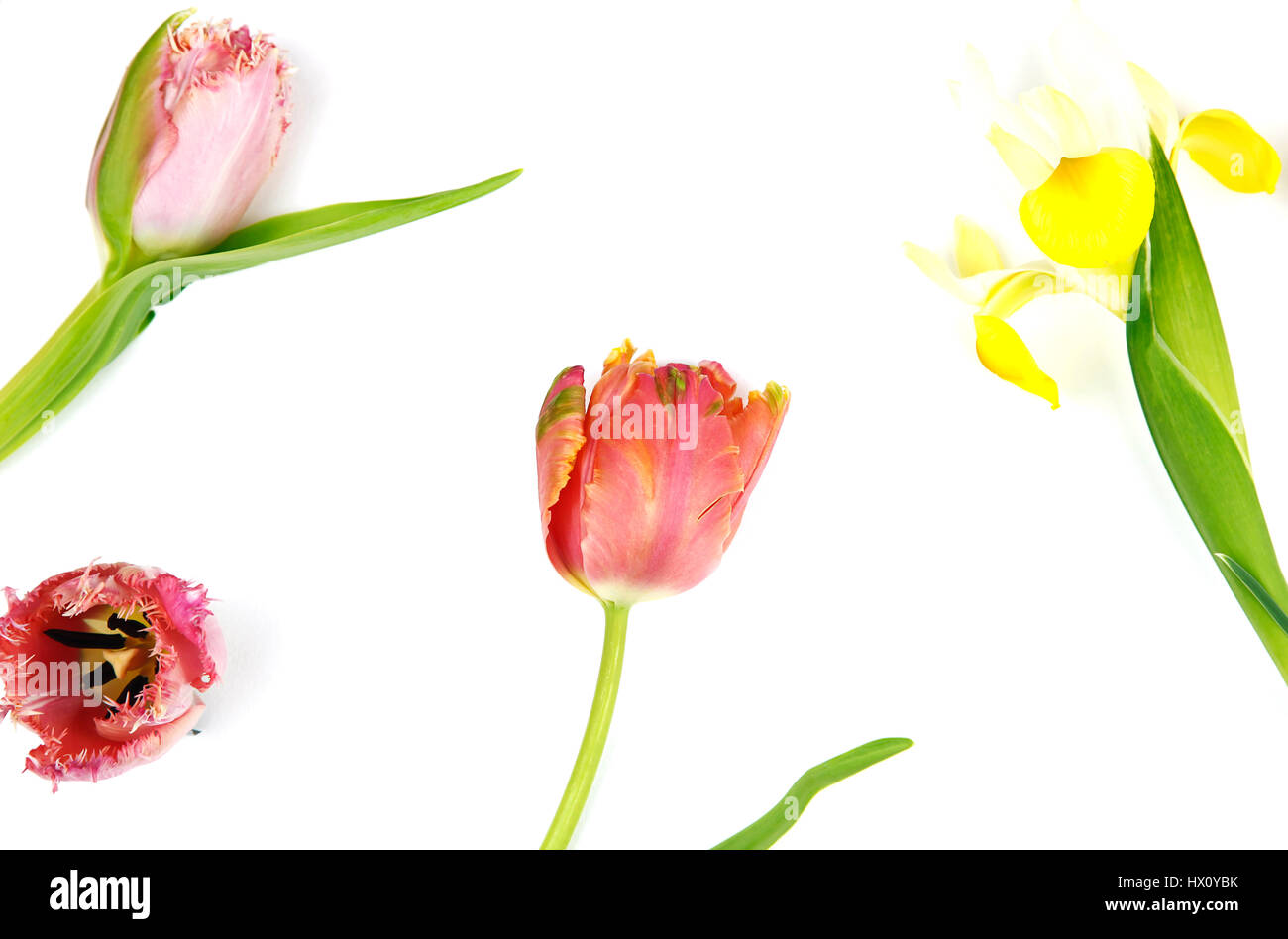 Plants, Flowers, Studio shot of colourful cut Tulip stems against white background. Stock Photo