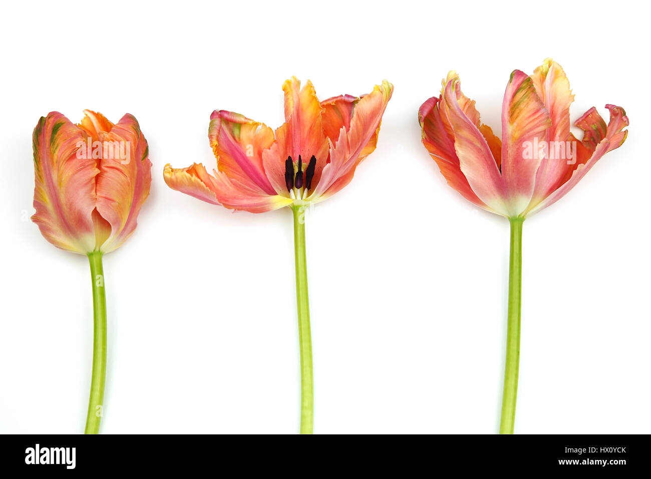 Plants, Flowers, Studio shot of colourful cut Tulip stems against white