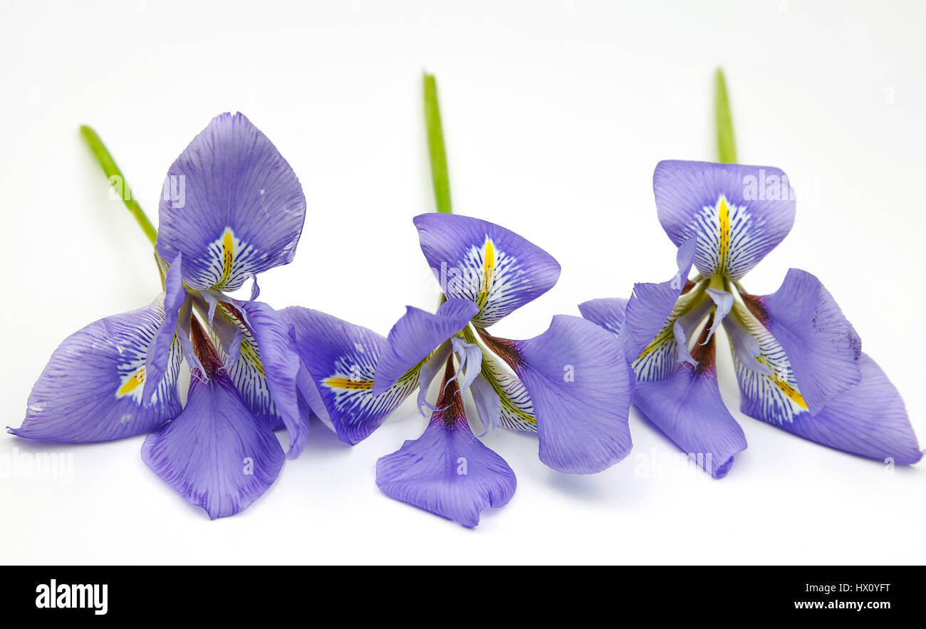 Plants, Flowers, Studio shot of colourful cut Iris stems against white background. Stock Photo