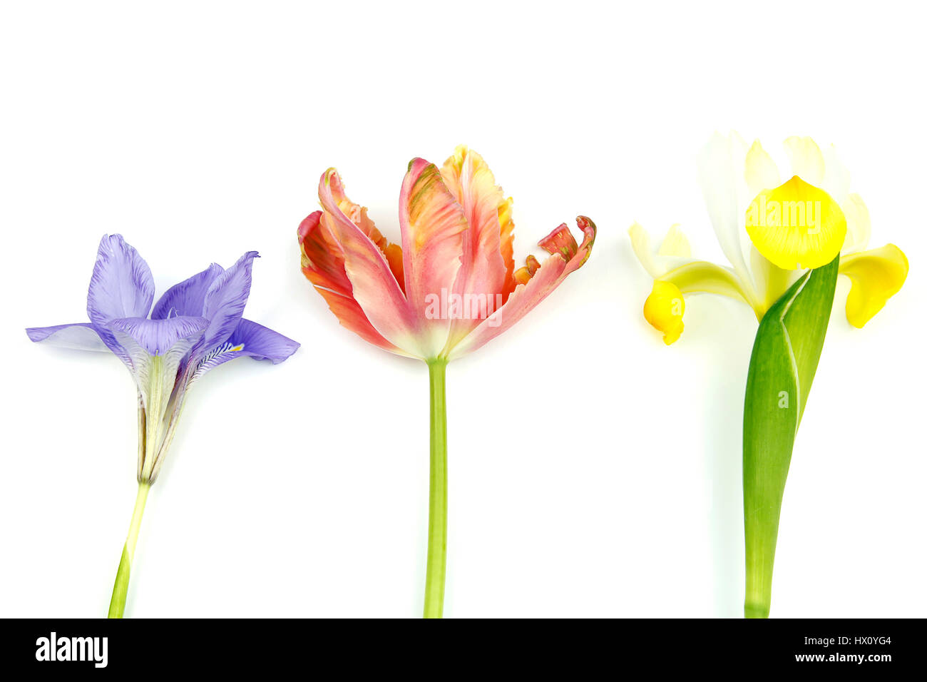 Plants, Flowers, Studio shot of colourful cut Tulip stems with Irises against white background