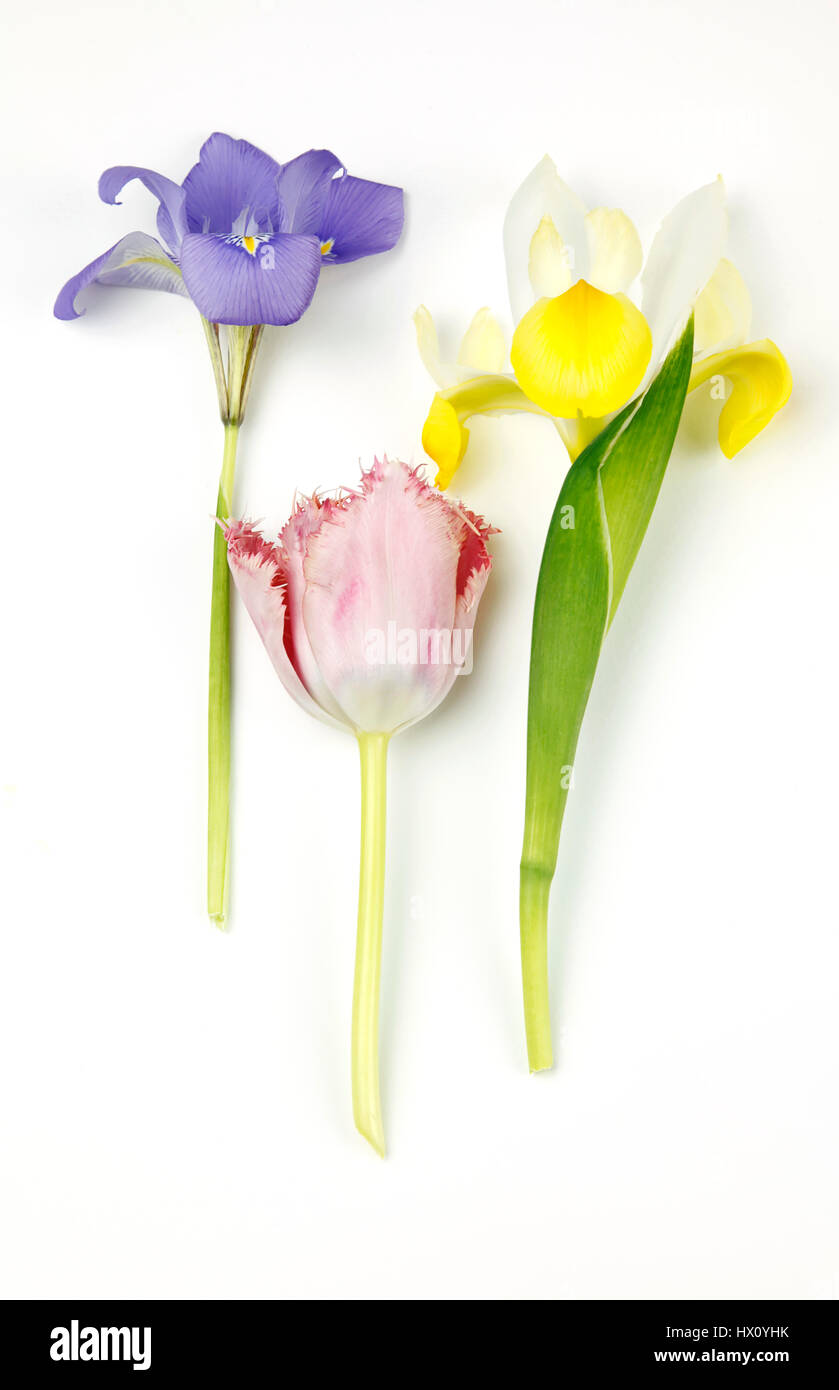 Plants, Flowers, Studio shot of colourful cut Tulip stems with Irises against white background. Stock Photo