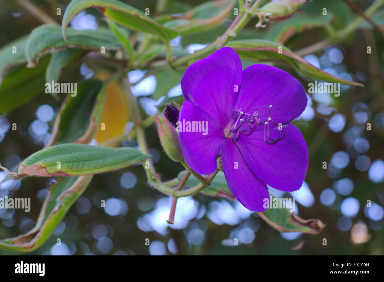 Tibouchina Granulosa - purple glory tree for sale South Florida