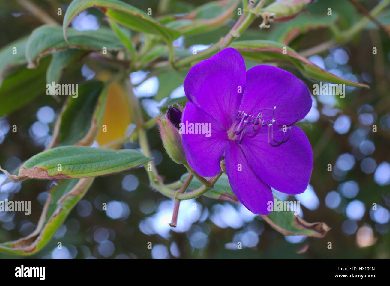 Tibouchina granulosa or purple glory bush, in flower with partly heat damaged leaves. Stock Photo