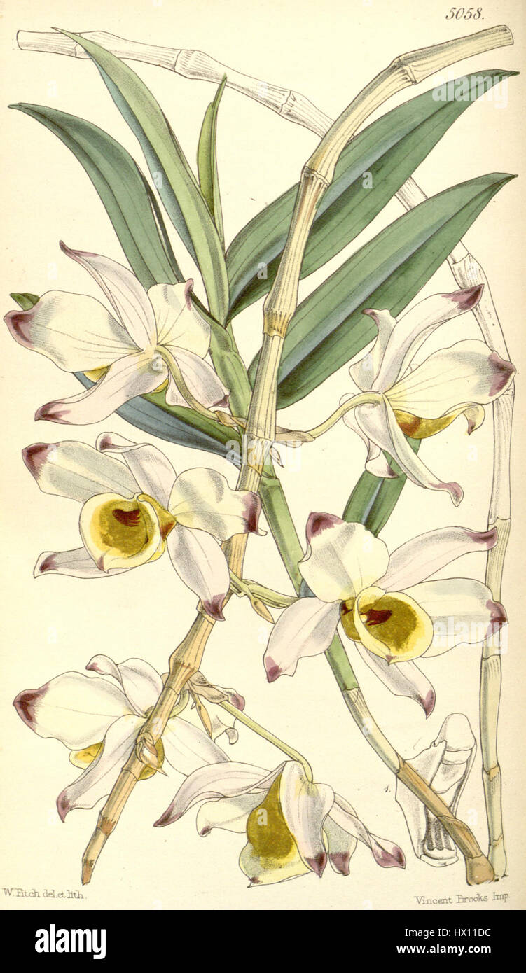 Dendrobium falconeri Stock Photo