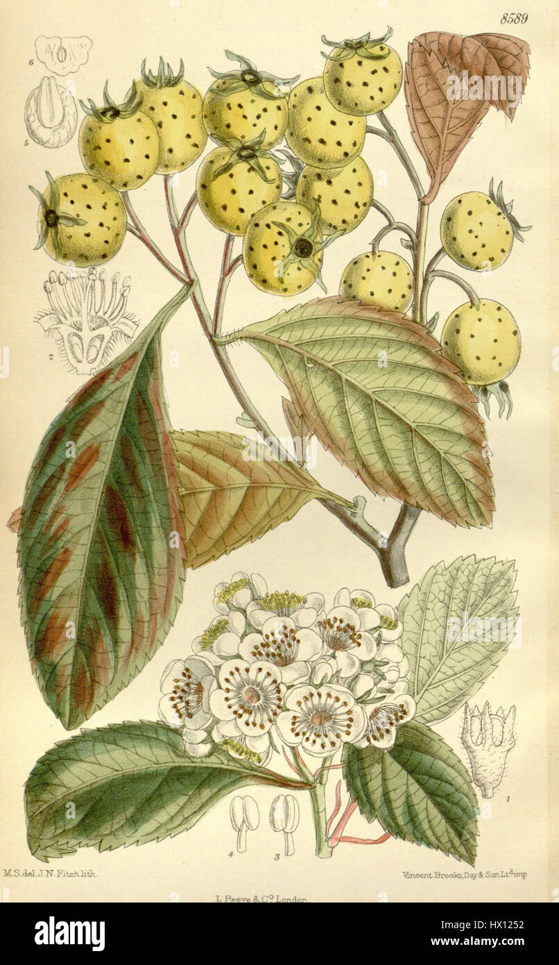 This botanical illustration of Crataegus pubescens stipulacea from 140 ...