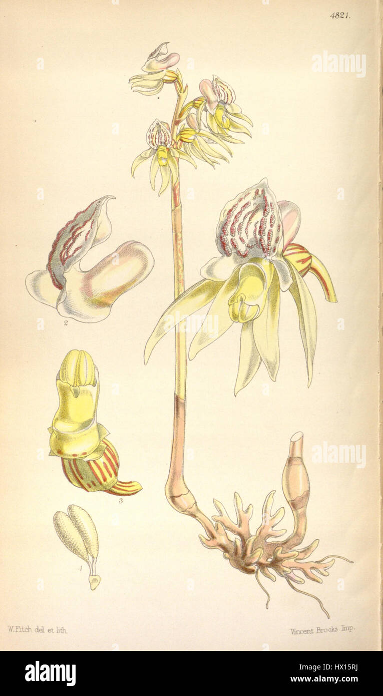 Epipogium aphyllum (as Epipogium gmelinii, spelled Epipogon gmelini