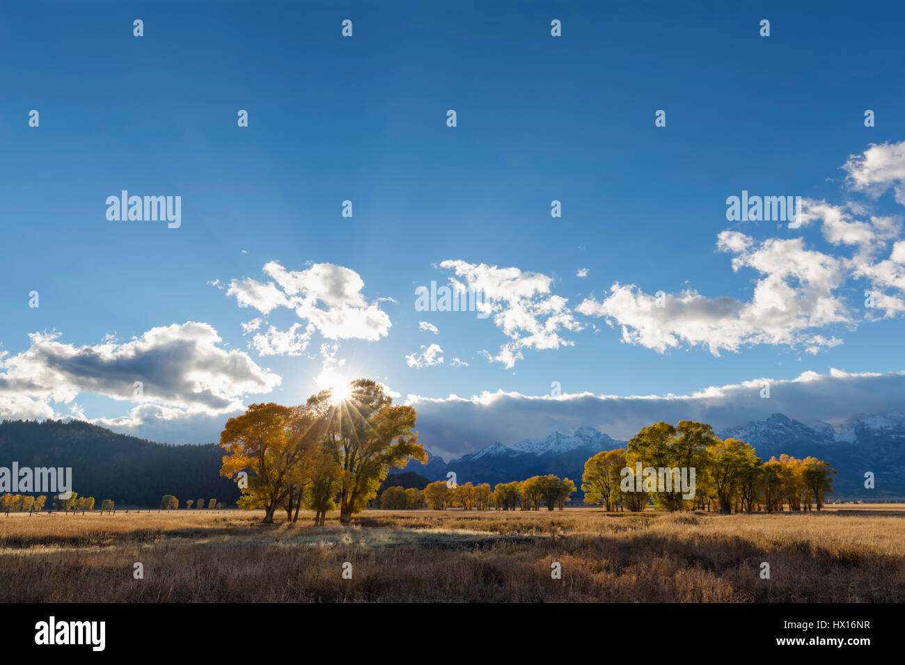 USA, Wyoming, Rocky Mountains, Grand Teton National Park, aspens in autumn Stock Photo
