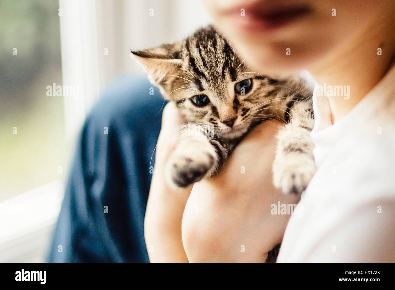 Eight week old tortoiseshell kitten being cuddled by a boy Stock Photo