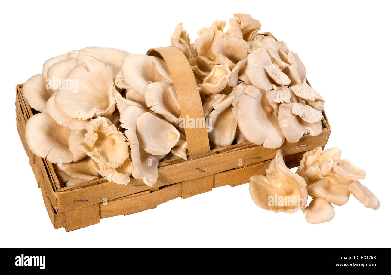 Mushrooms:oyster mushrooms Stock Photo