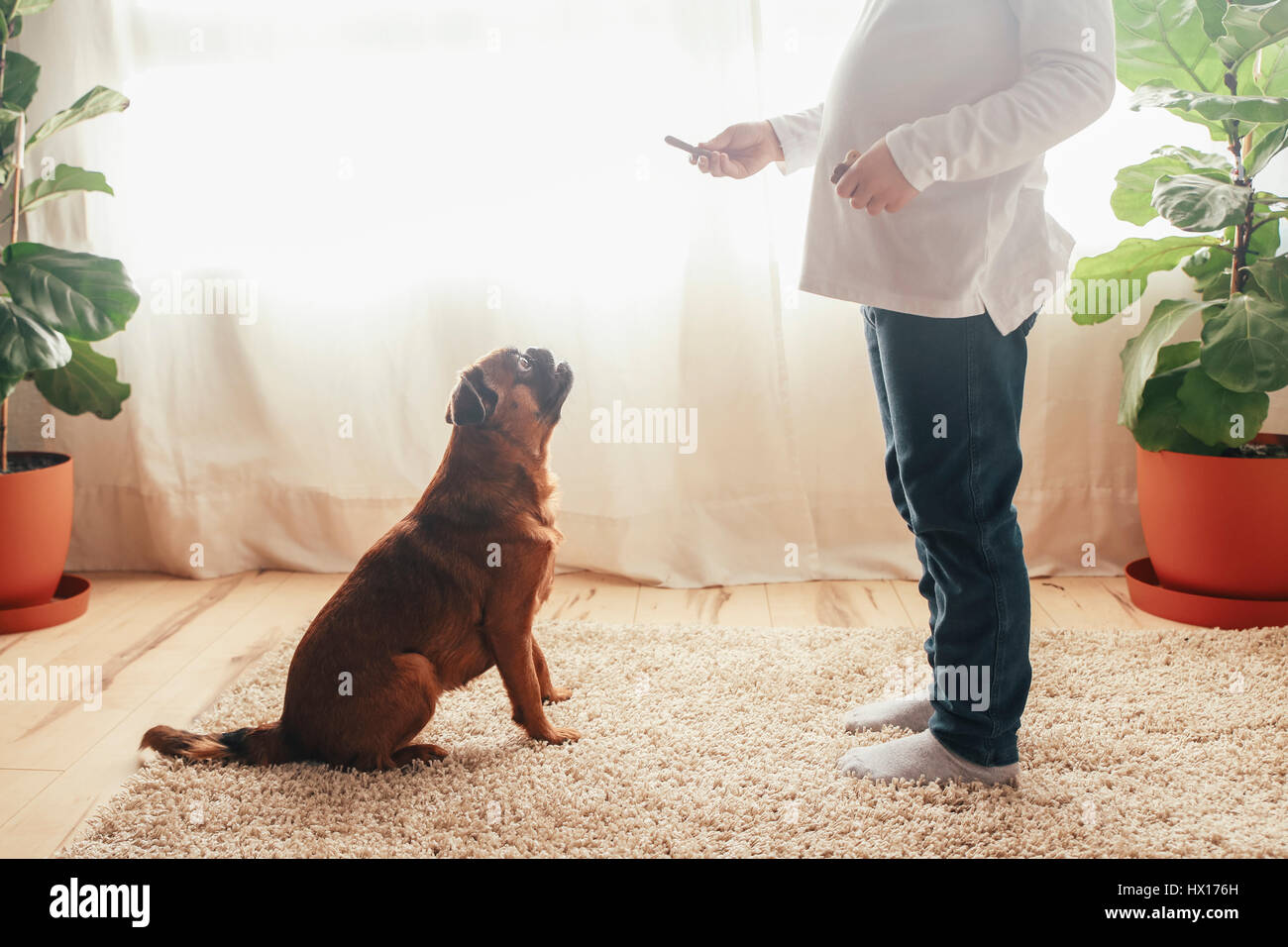 Little girl training her dog to sit at home Stock Photo Alamy