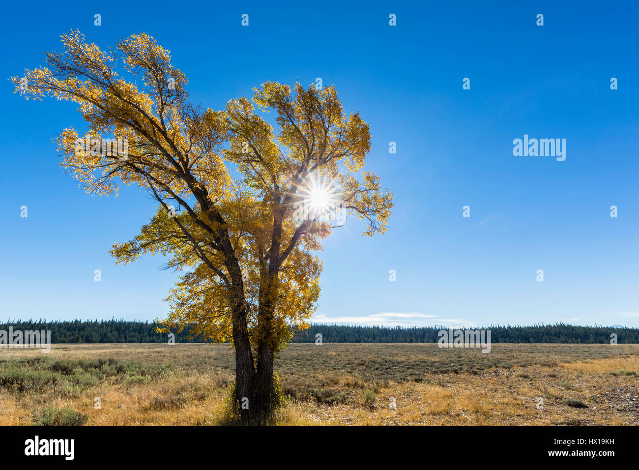 USA, Wyoming, Rocky Mountains, Grand Teton National Park, aspen in autumn Stock Photo