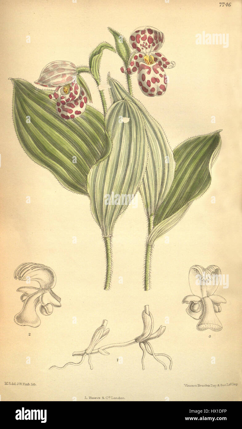 Cypripedium guttatum Stock Photo