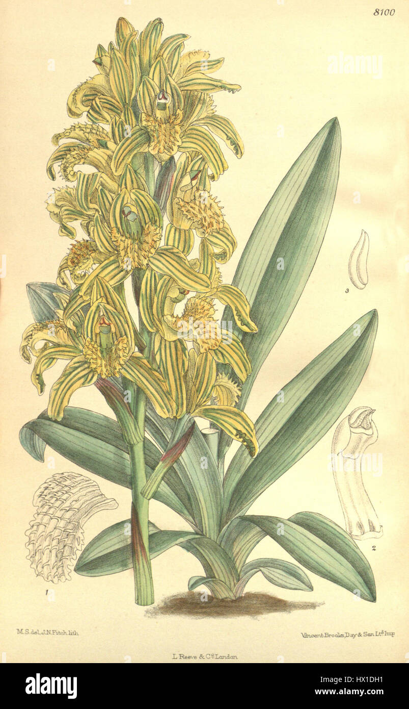 Chloraea piquichen (as Chloraea virescens) Curtis' 132 (Ser. 4 no. 2