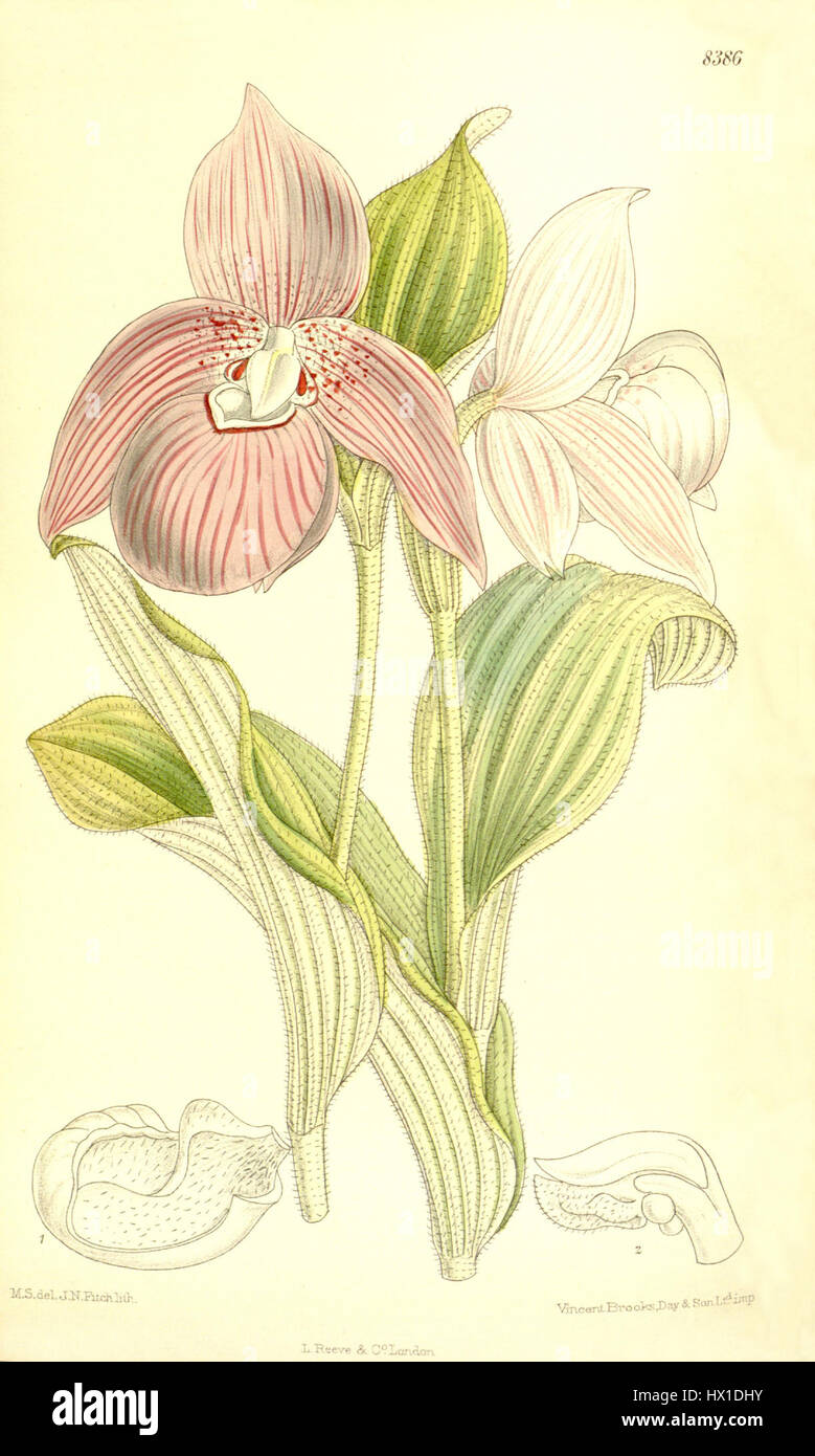 Cypripedium macranthos (as Cypripedium speciosum)   Curtis' 137 (Ser. 4 no. 7) pl. 8386 (1911) Stock Photo