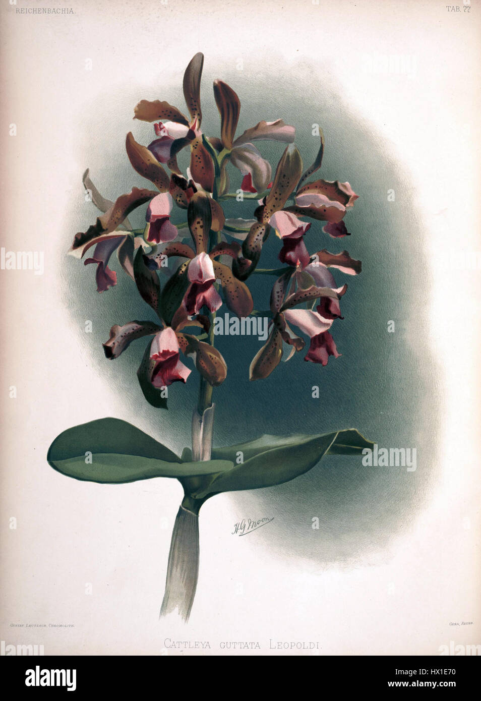 Frederick Sander   Reichenbachia II plate 77 (1890)   Cattleya guttata leopoldi Stock Photo