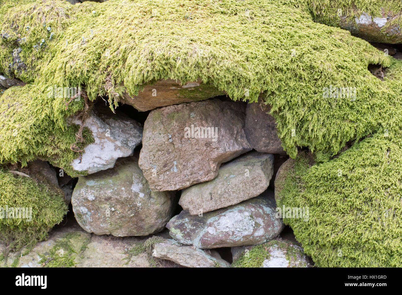 Moss covered dry stone wall Stock Photo