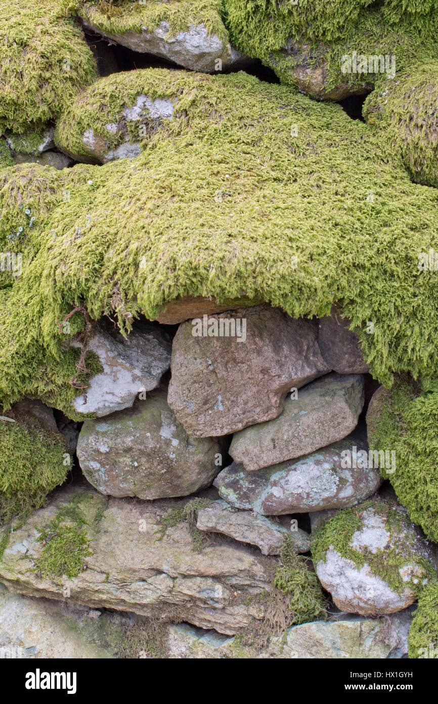 Moss covered dry stone wall Stock Photo