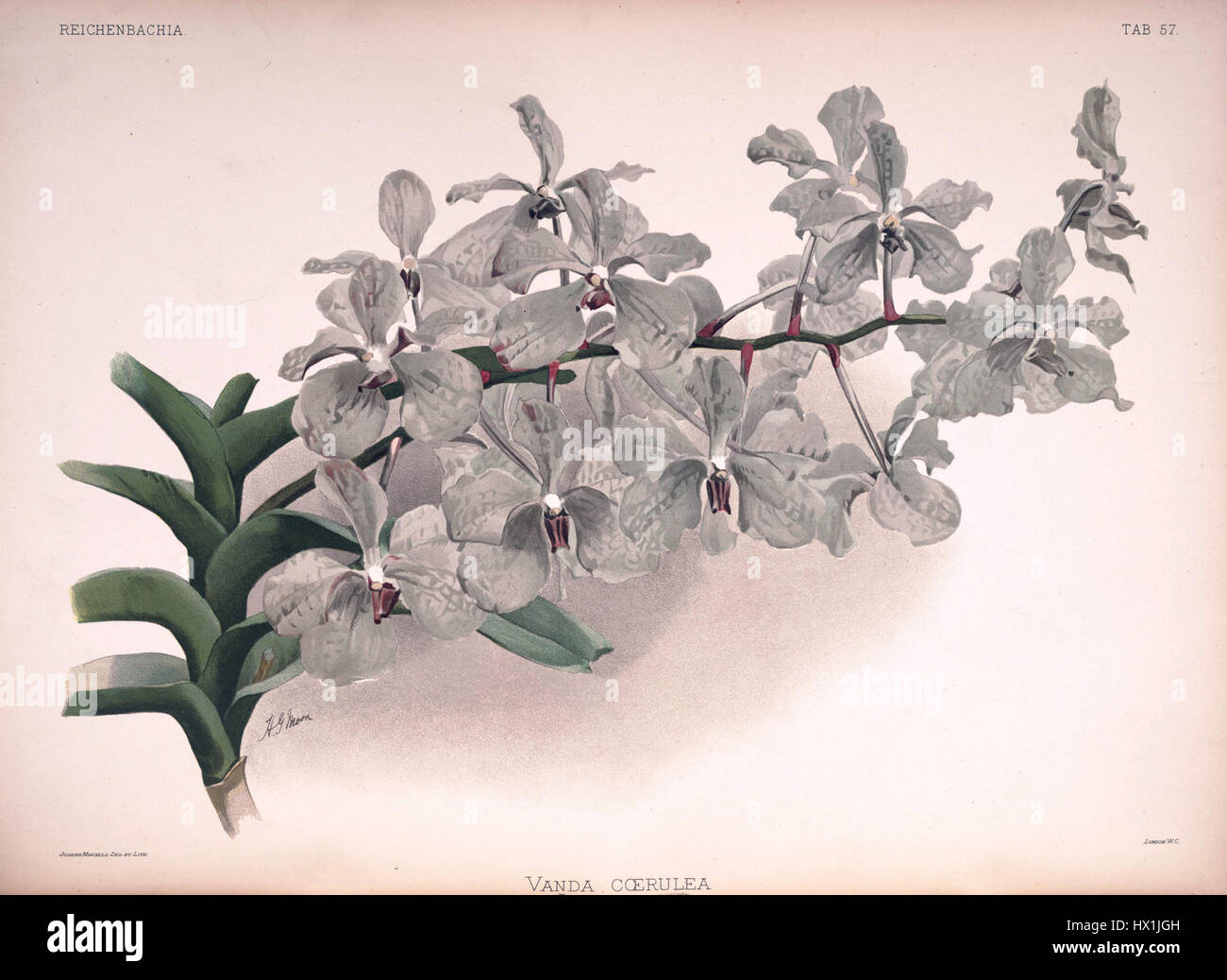 Frederick Sander   Reichenbachia II plate 57 (1890)   Vanda coerulea Stock Photo