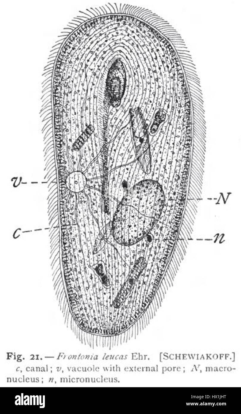 This illustration by Schewiakoff features Frontonia leucas, a species of ciliate protozoan. It highlights the detailed structure and features of this microscopic organism, as observed by Gary Calkins. Stock Photo