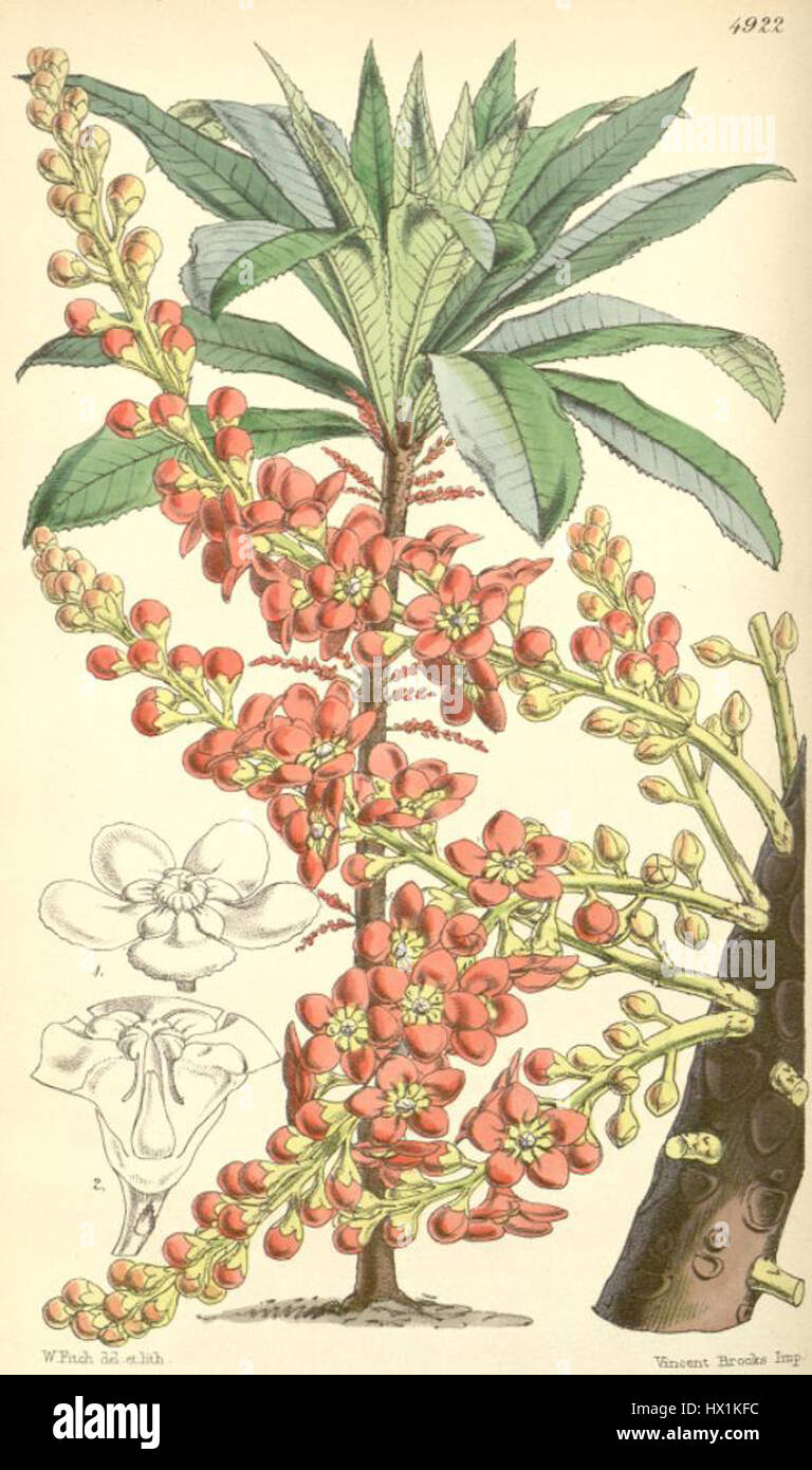 The term 'Clavija ornata' refers to an ornamented guitar peg, often used in classical and traditional guitars. It is designed to provide both functionality and aesthetic appeal, often found in historical instruments. Stock Photo