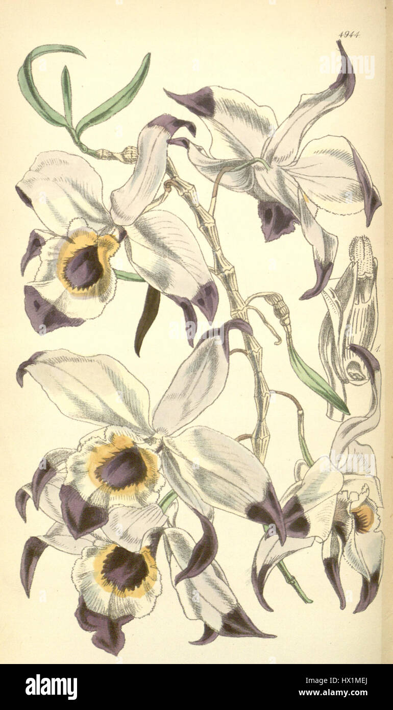 Dendrobium falconeri   Curtis' 82 (Ser. 3 no. 12) pl. 4944 (1856) Stock Photo