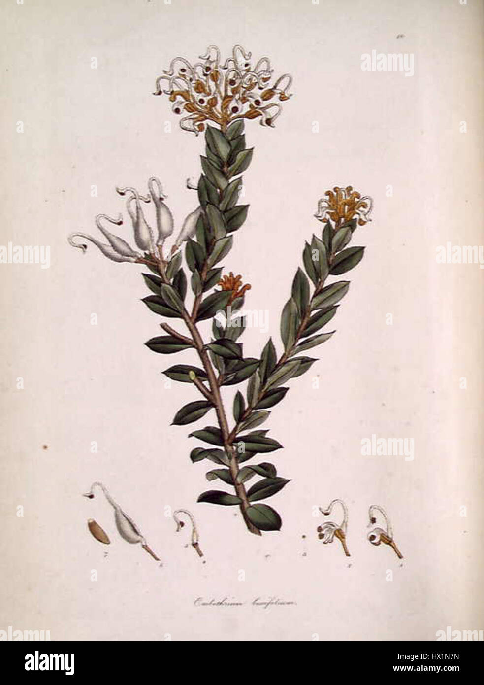 Embothrium (Grevillea) buxifolium Stock Photo