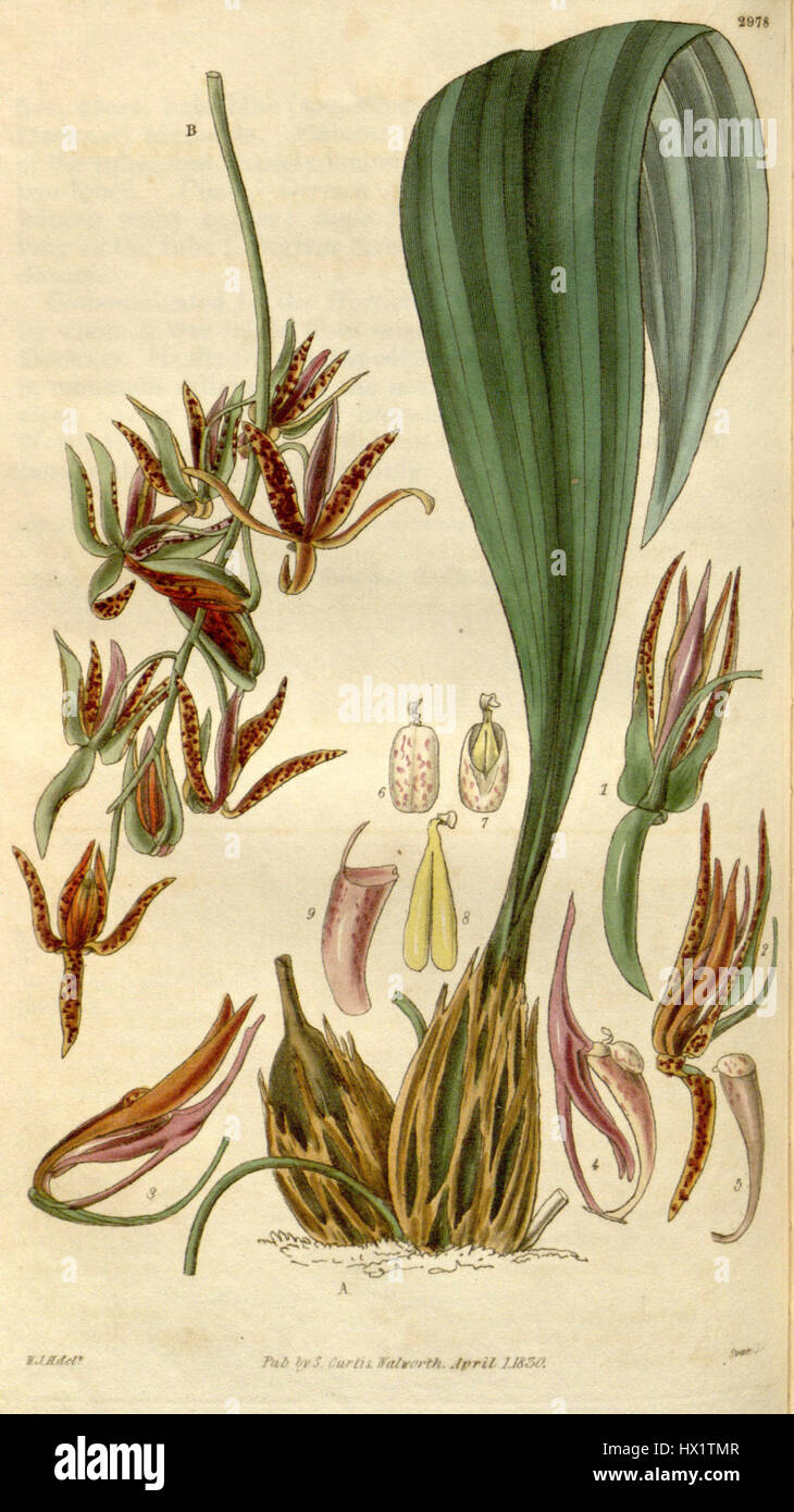 Cirrhaea dependens (as Gongora viridipurpurea)   Curtis' 57 (N.S. 4) pl. 2978 (1829) Stock Photo