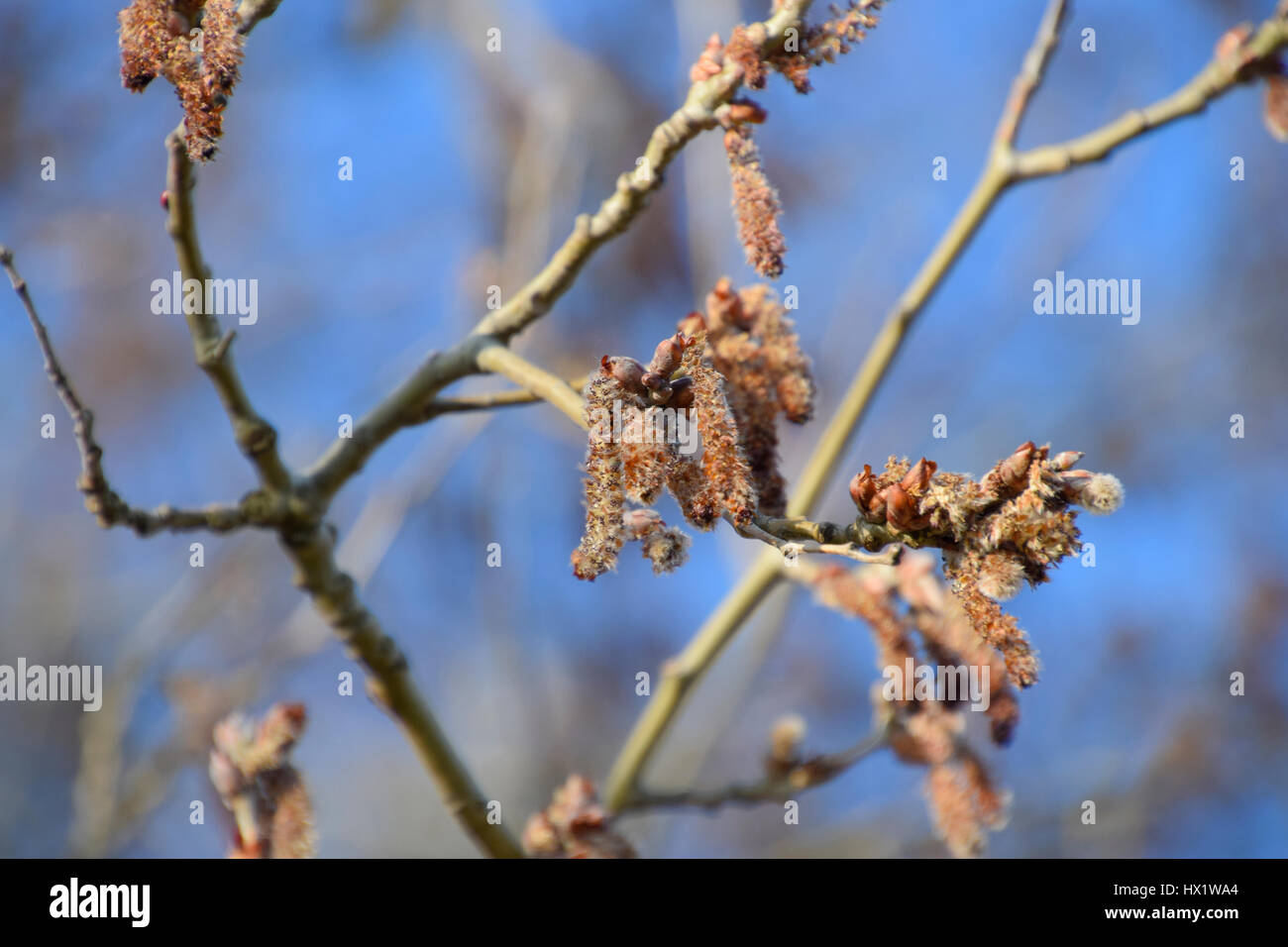 Blooming silver poplar. Silver poplar tree in spring. Poplar fluff from flowers - earrings. Stock Photo