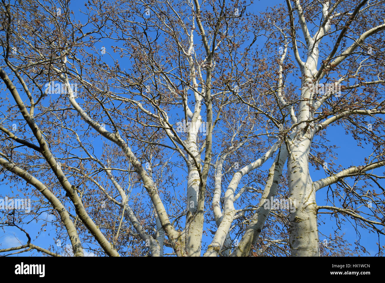 Silver leaved poplar hires stock photography and images Alamy