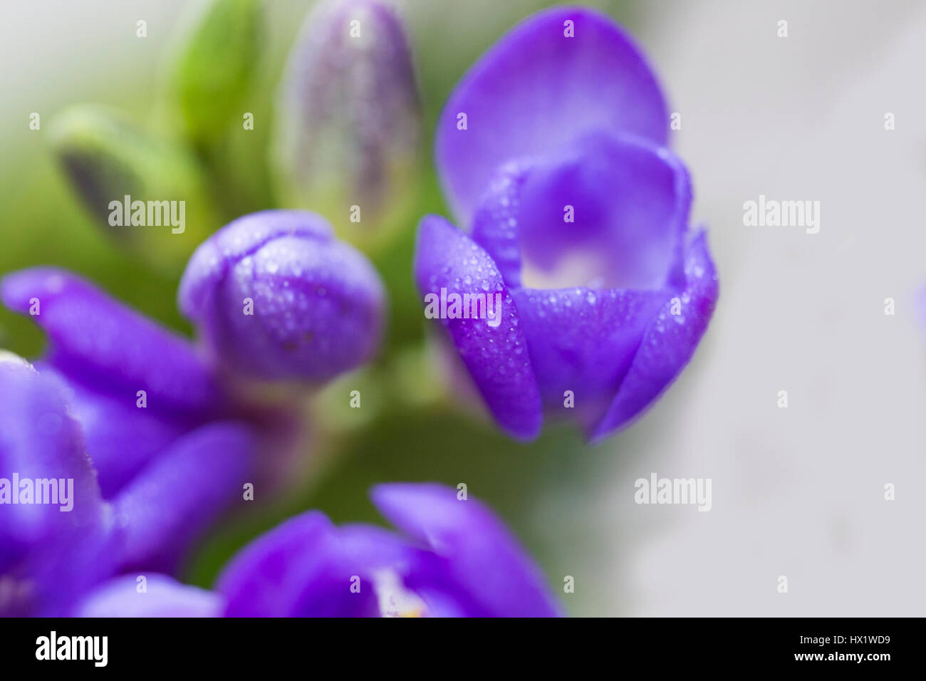 Purple Freesia Flower Stock Photo - Alamy