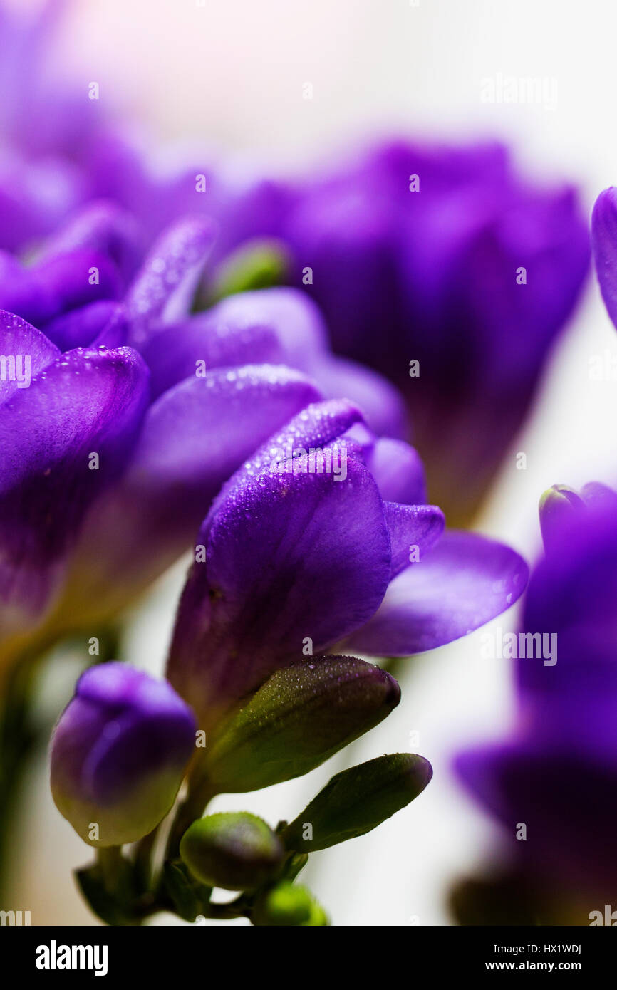 Freesia flower hi-res stock photography and images - Alamy