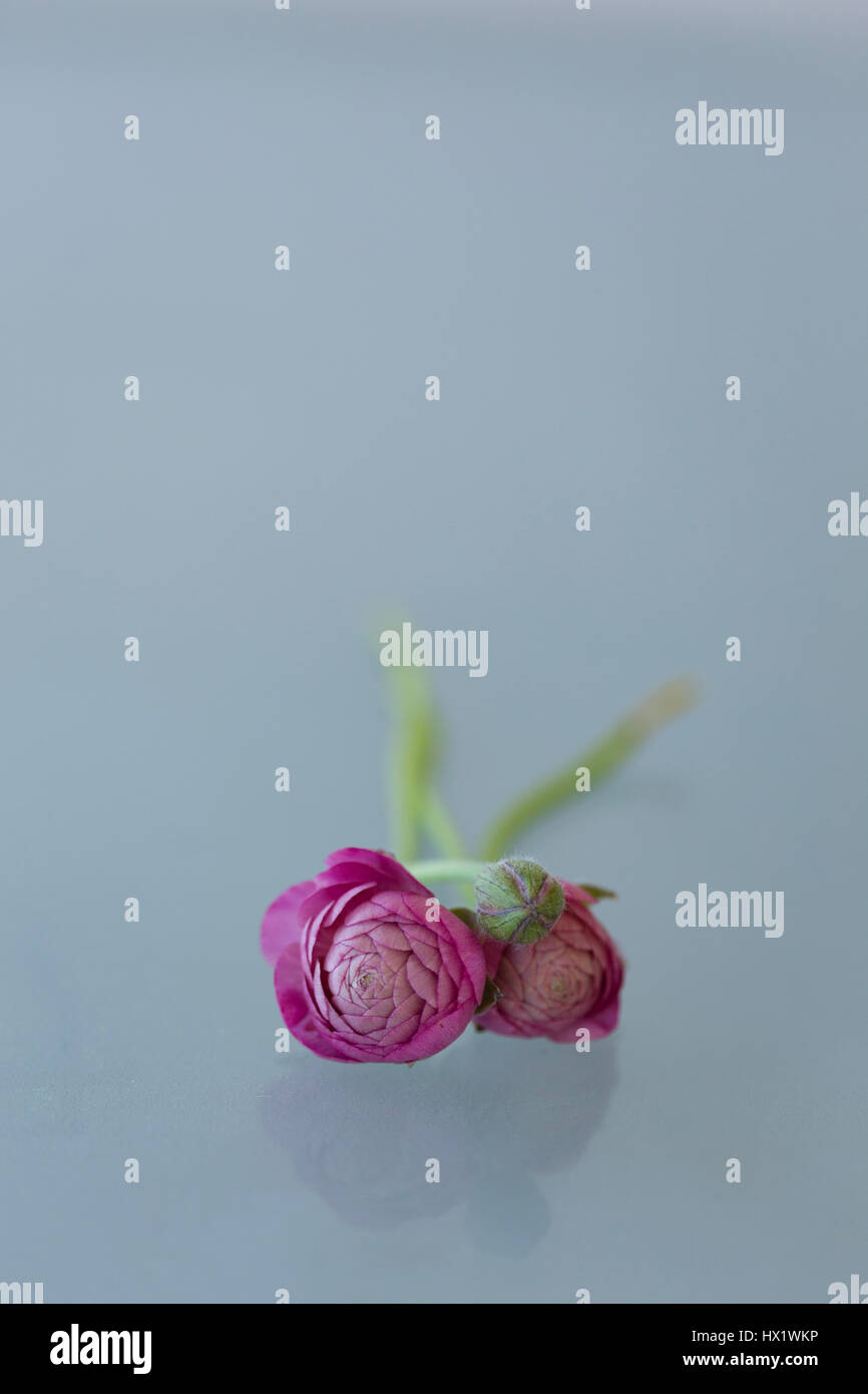 Pink Ranunculus Against Light Gray Background Shot In Portrait