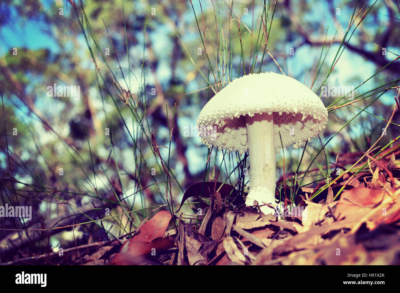 White puffy Amanita mushroom (fungi) with warts or spikes growing on the Australian forest floor Stock Photo