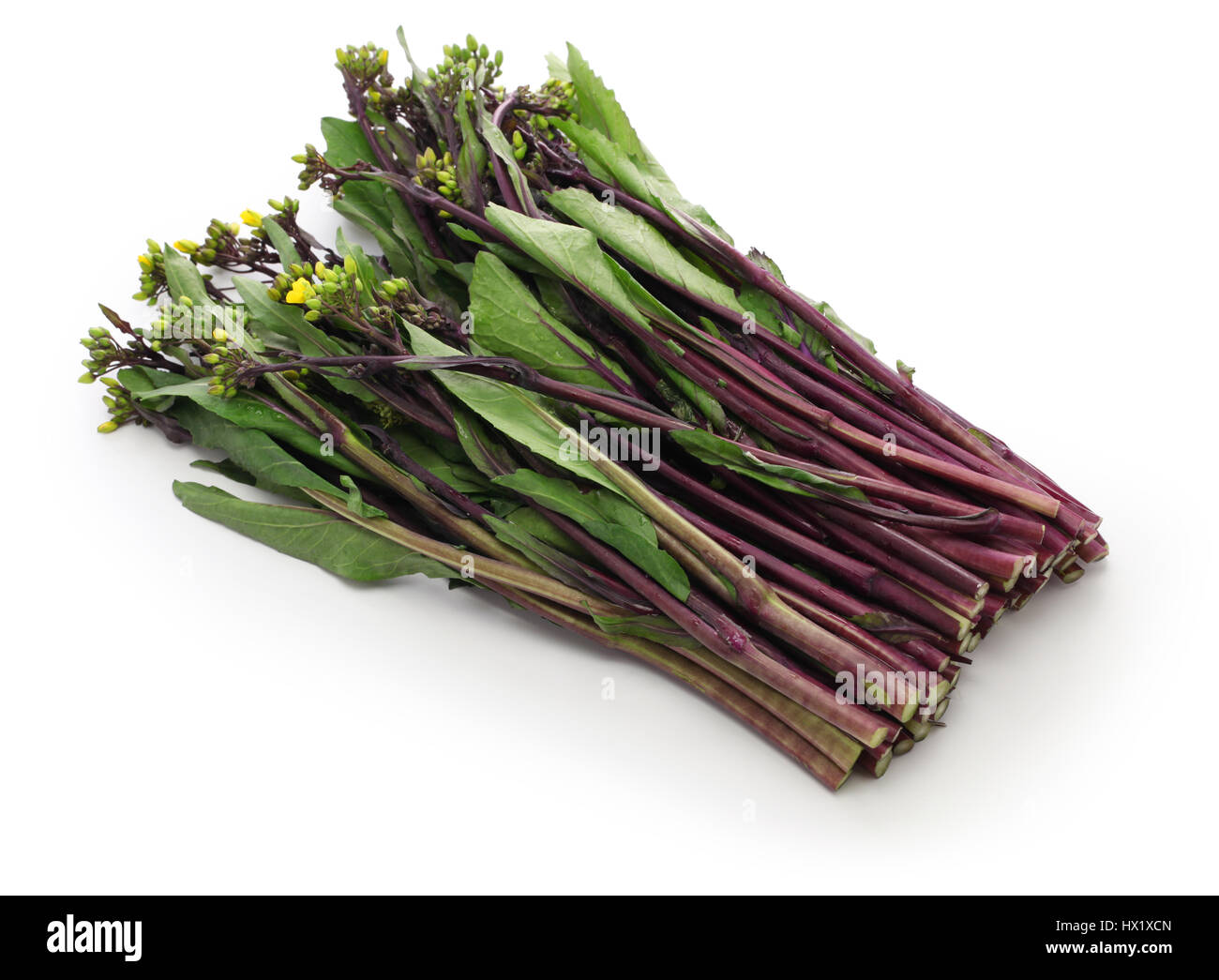hon tsai tai, purple choy sum, purple stem mustard, chinese vegetable