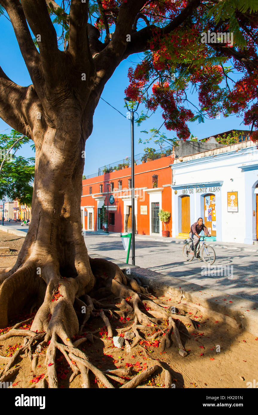 Flamboyant tree (Delonix regia) in a street with colonial houses in the historic city center of Oaxaca, Mexico Stock Photo