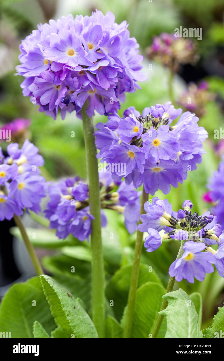 Primula denticulata 'Corolla Blue', Drumstick Primroses, early spring, in bloom Stock Photo