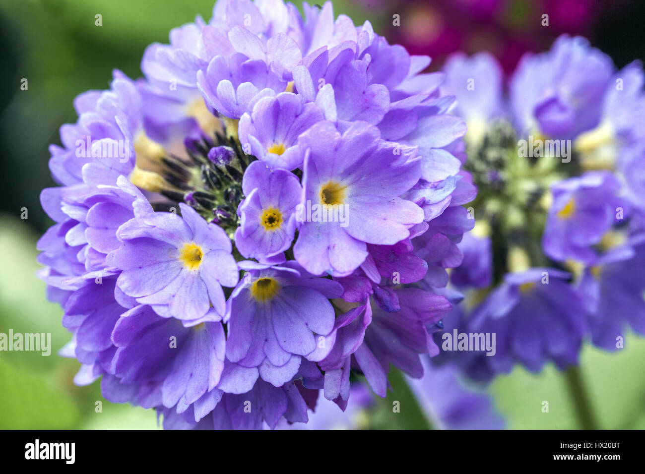Primula denticulata 'Corolla Blue', Drumstick Primroses, early spring, in bloom Stock Photo