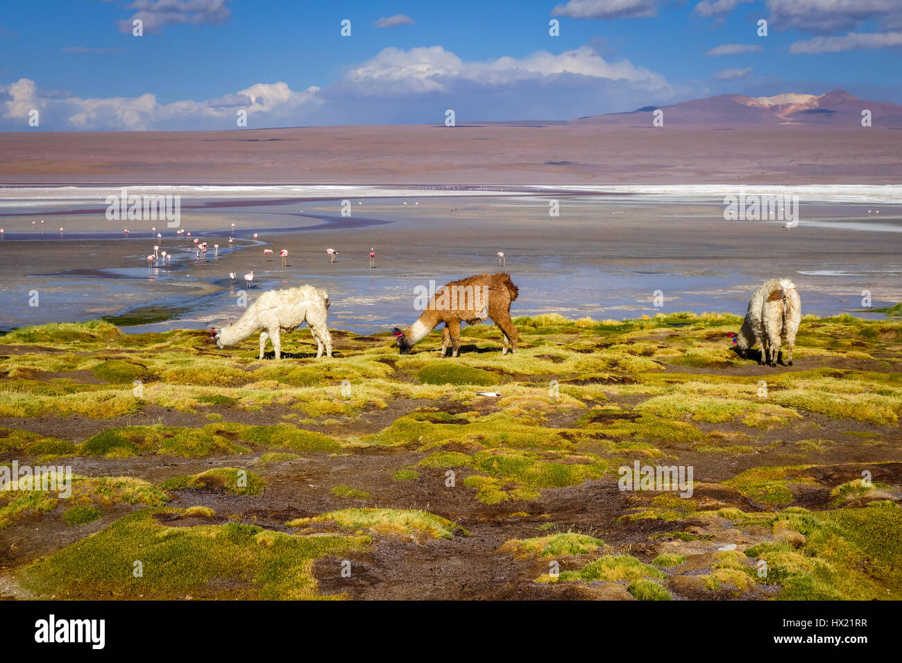 Lamas herd in Laguna colorada, sud Lipez Altiplano reserva Eduardo Avaroa, Bolivia Stock Photo