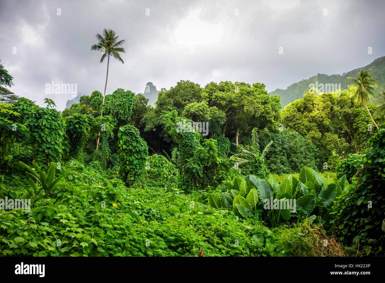 Moorea island jungle and mountains landscape. French Polynesia Stock Photo